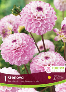 Dahlia Ball ‘Genova’ ( Dahlia ) : des dahlias arrondis rose pâle à pointes blanches et centre mauve. Le visuel Florissa présente la plante et son nom dans la partie inférieure de l’étiquette. La photographie occupe presque toute la surface, tandis que le bandeau du bas rassemble les indications du produit. Cette vue permet de reconnaître son apparence et de distinguer la variété présentée.