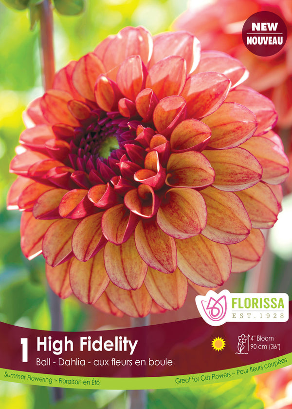 Dahlia Ball 'High Fidelity' (1 tuber)