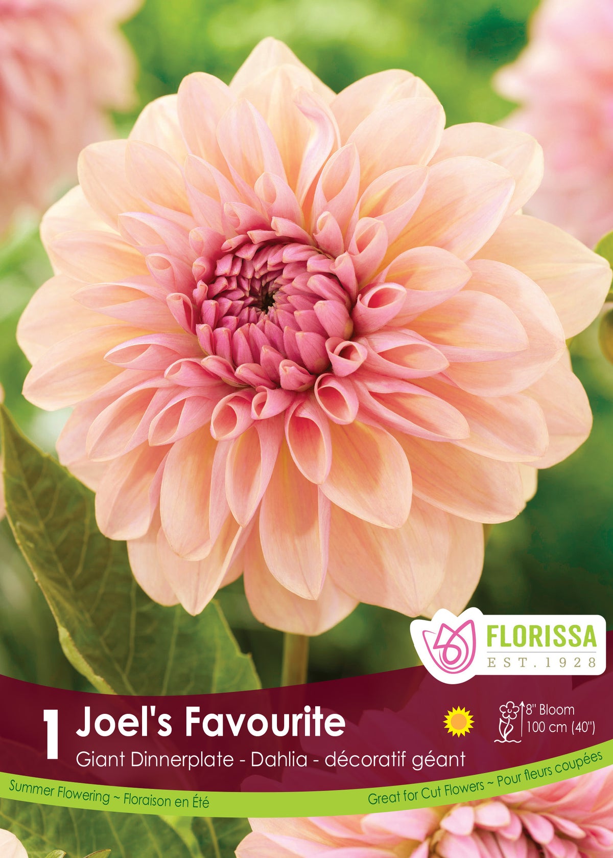 Dahlia géant ‘Joel’s Favourite’ ( Dahlia ) : un dahlia pêche à cœur rose, aux pétales larges et recourbés. Le visuel Florissa présente la plante et son nom dans la partie inférieure de l’étiquette. La photographie occupe presque toute la surface, tandis que le bandeau du bas rassemble les indications du produit. Cette vue permet de reconnaître son apparence et de distinguer la variété présentée.