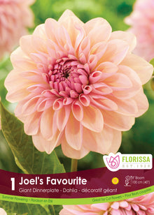 Dahlia géant ‘Joel’s Favourite’ ( Dahlia ) : un dahlia pêche à cœur rose, aux pétales larges et recourbés. Le visuel Florissa présente la plante et son nom dans la partie inférieure de l’étiquette. La photographie occupe presque toute la surface, tandis que le bandeau du bas rassemble les indications du produit. Cette vue permet de reconnaître son apparence et de distinguer la variété présentée.