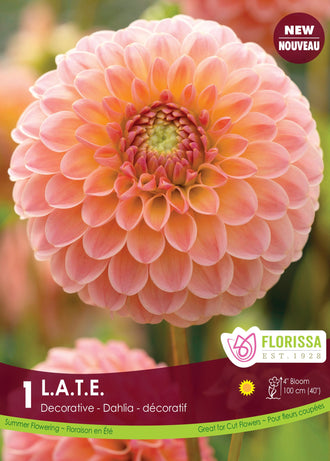 Decorative Dahlia 'LATE' (1 tuber)