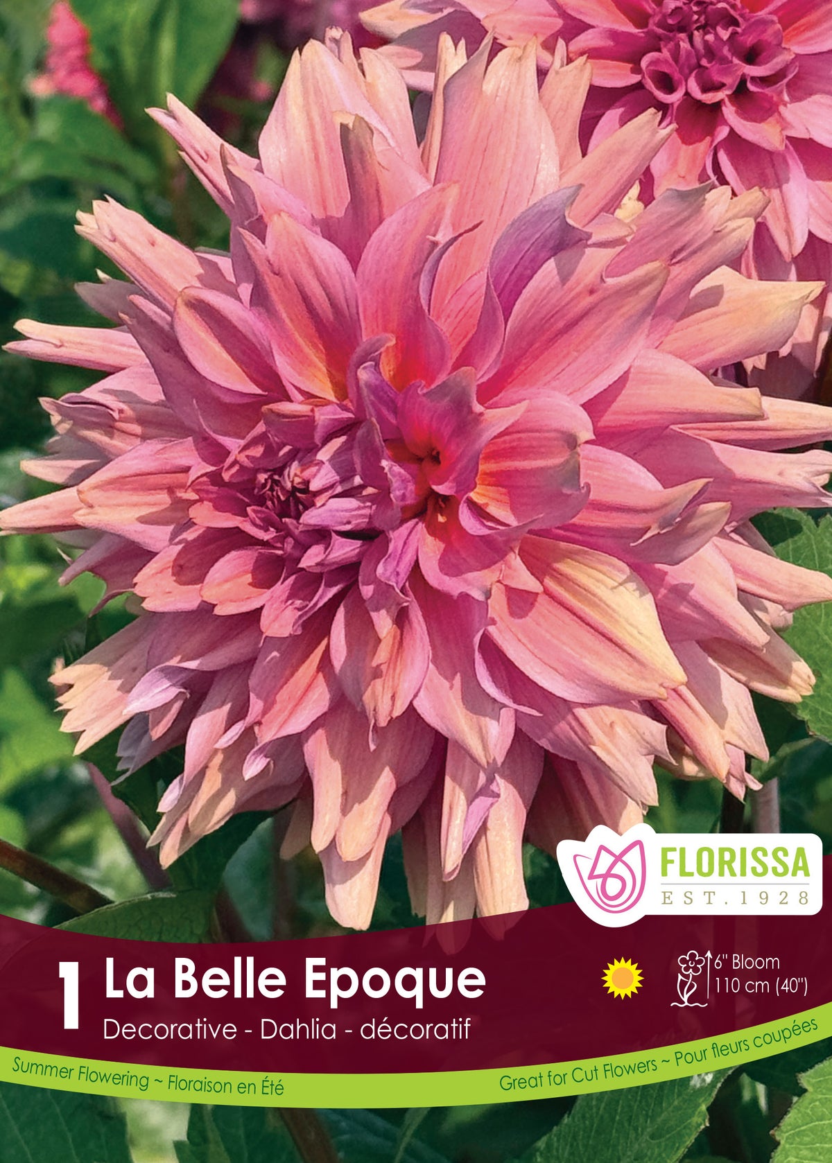 Dahlia décoratif ‘La Belle Époque’ ( Dahlia ) : un dahlia aux pétales pointus mêlant le mauve, le rose et le pêche. Le visuel Florissa présente la plante et son nom dans la partie inférieure de l’étiquette. La photographie occupe presque toute la surface, tandis que le bandeau du bas rassemble les indications du produit. Cette vue permet de reconnaître son apparence et de distinguer la variété présentée.