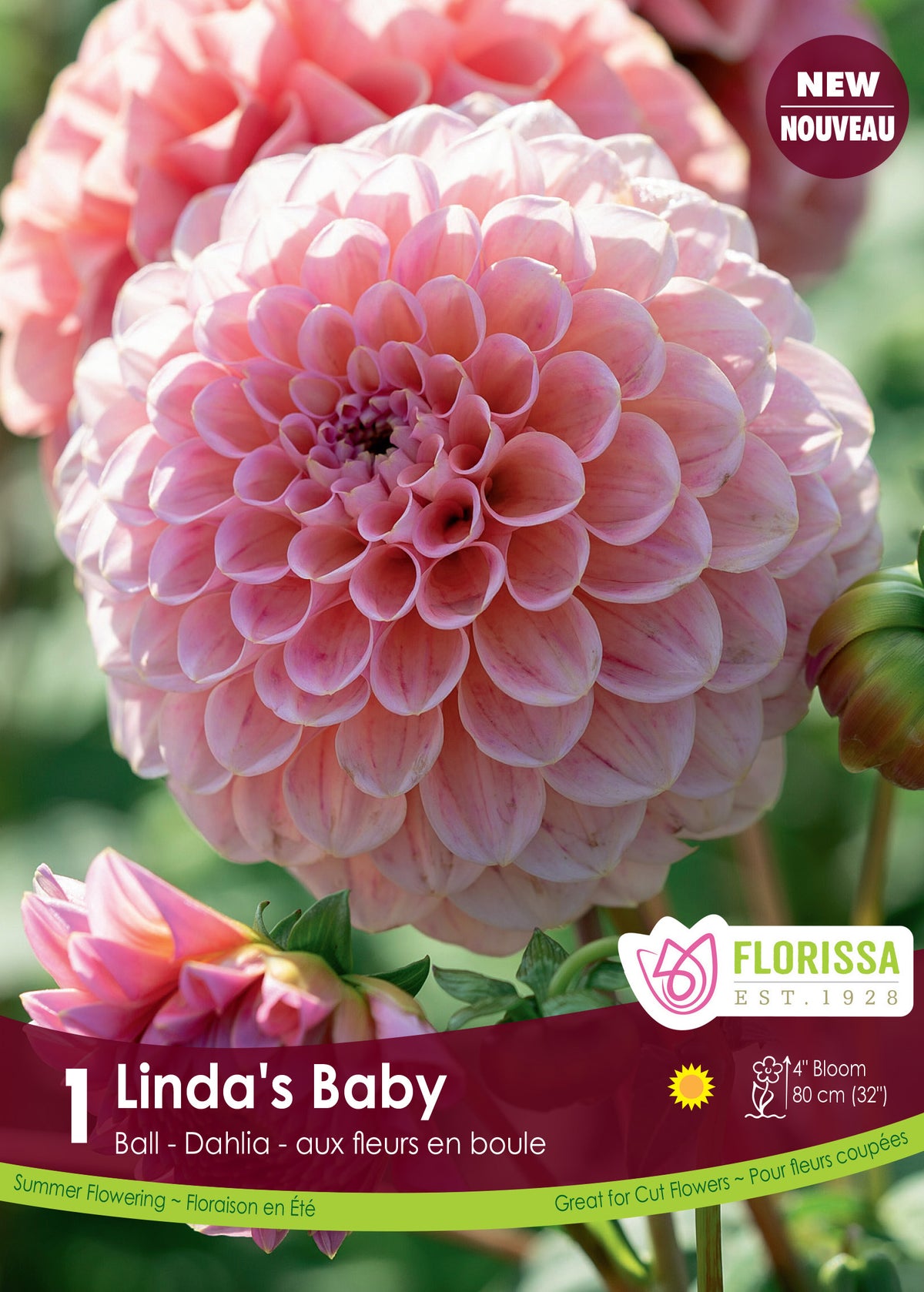 Dahlia pompon ‘Linda’s Baby’ ( Dahlia ) : un dahlia en boule rose pâle aux pétales arrondis. Le visuel Florissa présente la plante et son nom dans la partie inférieure de l’étiquette. La photographie occupe presque toute la surface, tandis que le bandeau du bas rassemble les indications du produit. Cette vue permet de reconnaître son apparence et de distinguer la variété présentée.