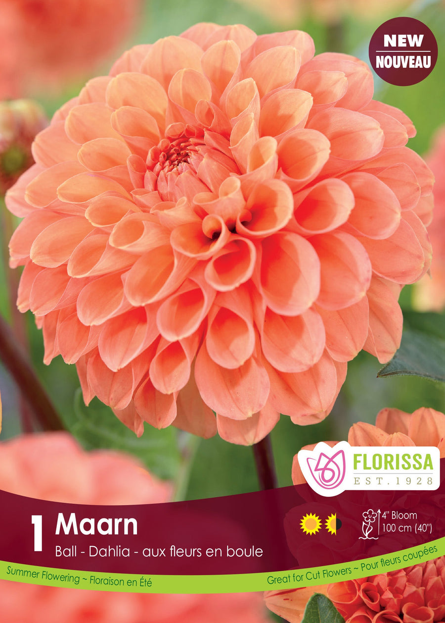 Dahlia pompon ‘Maarn’ ( Dahlia ) : une fleur de dahlia orange abricot, arrondie et composée de nombreux pétales. Le visuel Florissa présente la plante et son nom dans la partie inférieure de l’étiquette. La photographie occupe presque toute la surface, tandis que le bandeau du bas rassemble les indications du produit. Cette vue permet de reconnaître son apparence et de distinguer la variété présentée.