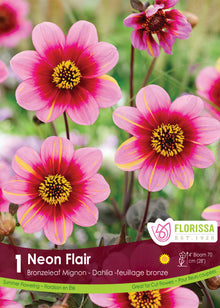 Dahlia Mignon ‘Dahlegria Neon Flair’ ( Dahlia ) : des dahlias simples roses à anneau sombre et cœur jaune. Le visuel Florissa présente la plante et son nom dans la partie inférieure de l’étiquette. La photographie occupe presque toute la surface, tandis que le bandeau du bas rassemble les indications du produit. Cette vue permet de reconnaître son apparence et de distinguer la variété présentée.