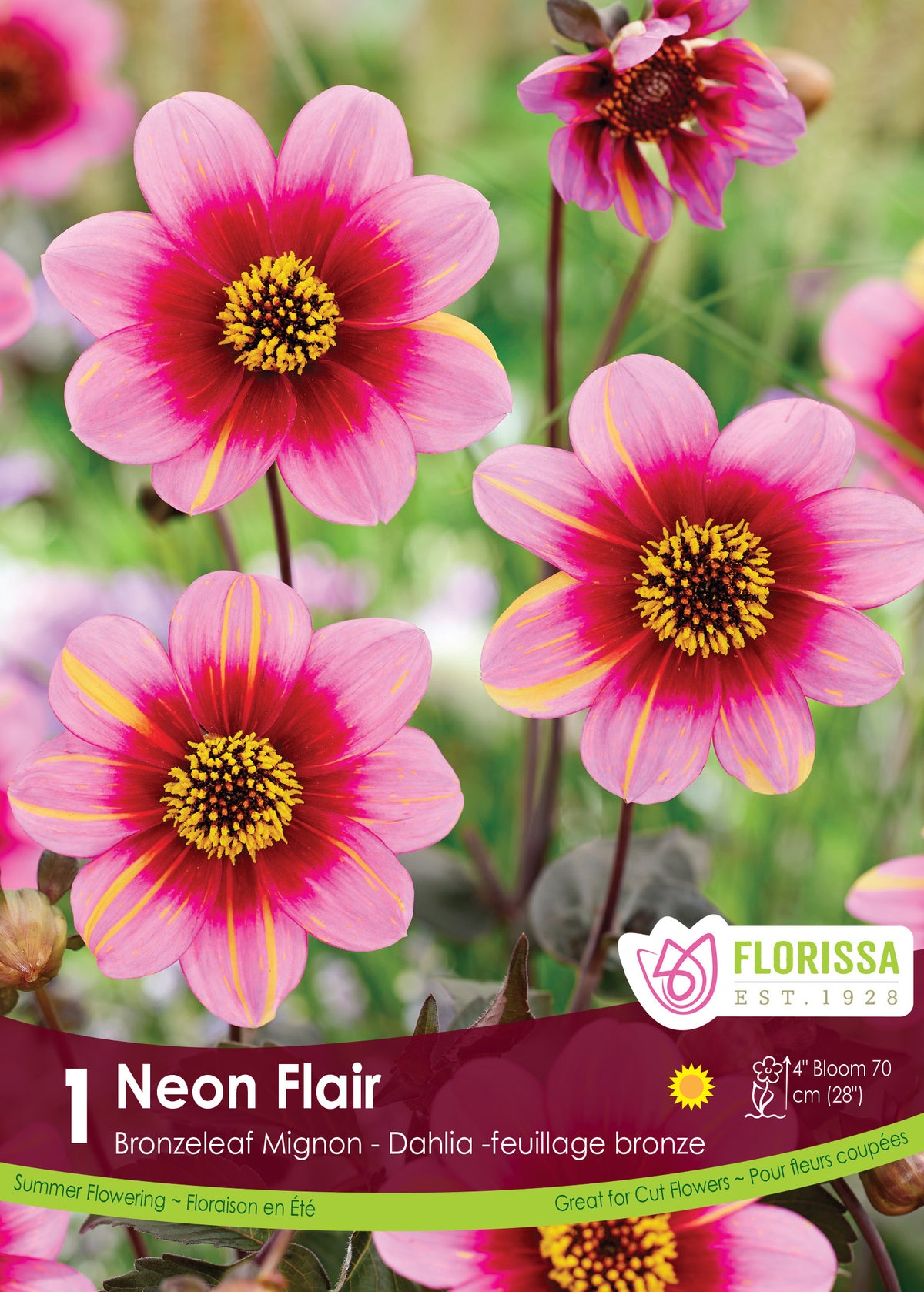 Dahlia Mignon ‘Dahlegria Neon Flair’ ( Dahlia ) : des dahlias simples roses à anneau sombre et cœur jaune. Le visuel Florissa présente la plante et son nom dans la partie inférieure de l’étiquette. La photographie occupe presque toute la surface, tandis que le bandeau du bas rassemble les indications du produit. Cette vue permet de reconnaître son apparence et de distinguer la variété présentée.