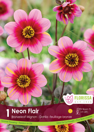 Dahlia Mignon ‘Dahlegria Neon Flair’ ( Dahlia ) : des dahlias simples roses à anneau sombre et cœur jaune. Le visuel Florissa présente la plante et son nom dans la partie inférieure de l’étiquette. La photographie occupe presque toute la surface, tandis que le bandeau du bas rassemble les indications du produit. Cette vue permet de reconnaître son apparence et de distinguer la variété présentée.