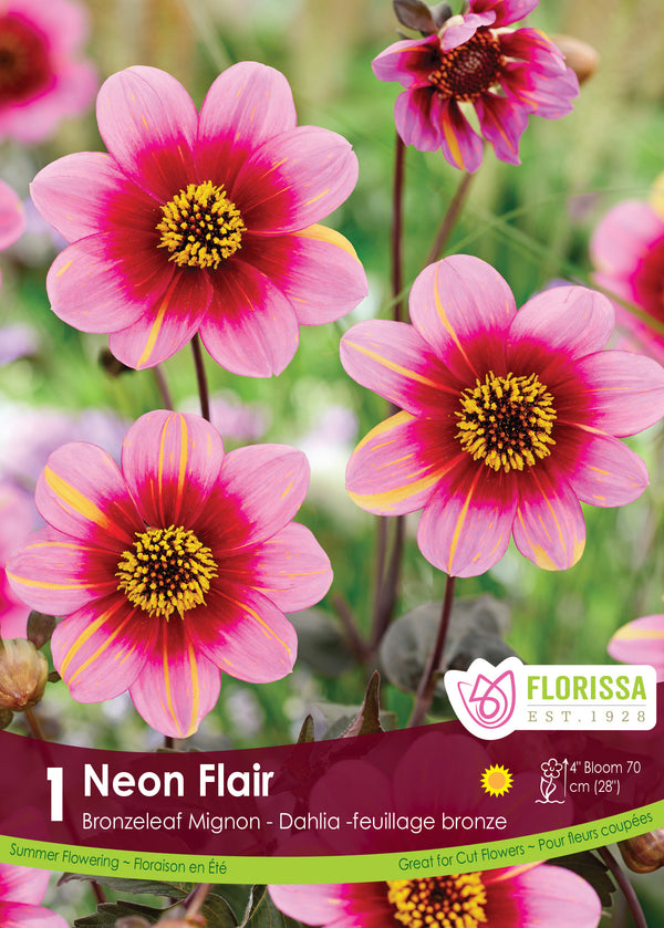 Dahlia 'Dahlegria Neon Flair'