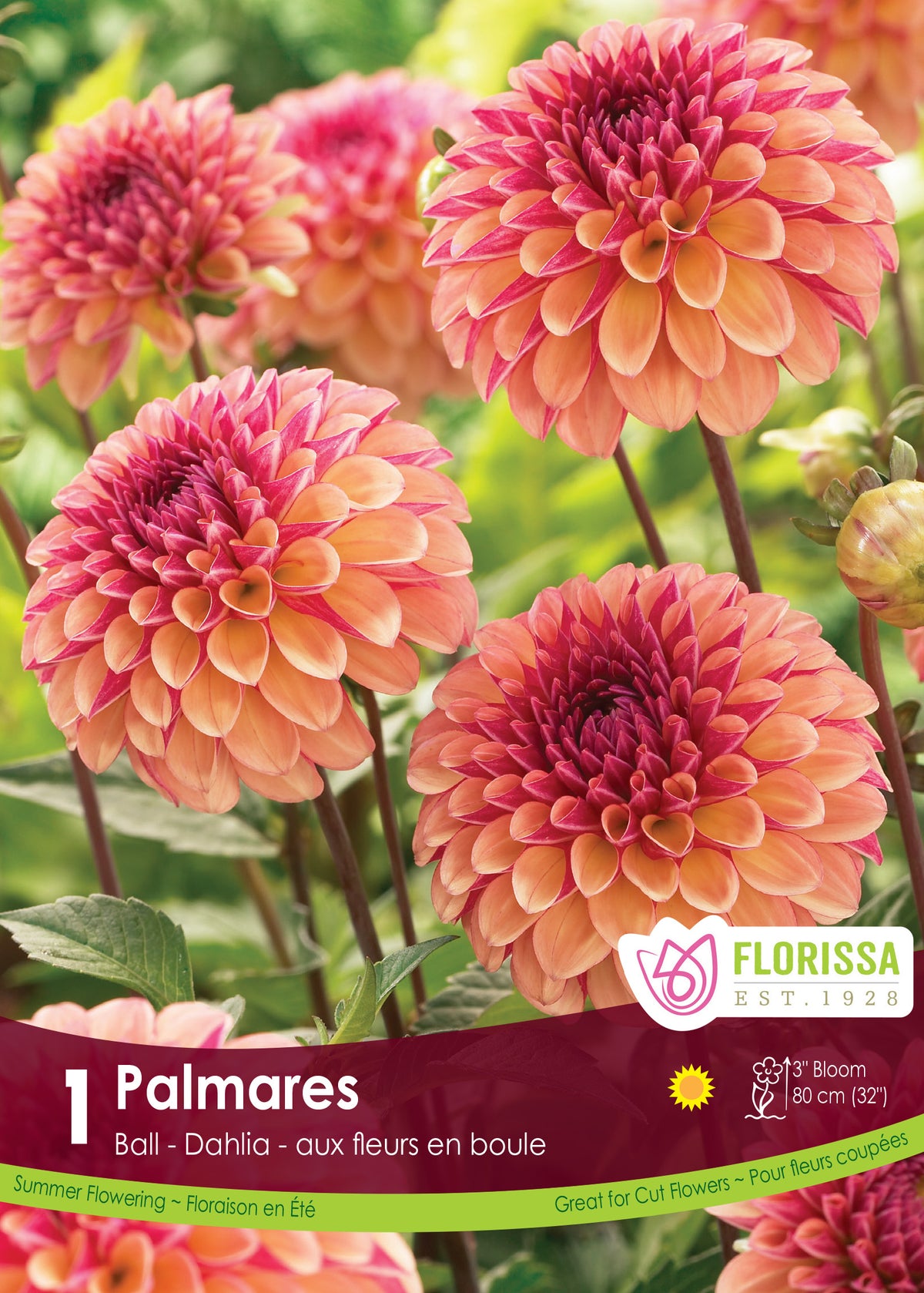 Dahlia Ball ‘Palmares’ ( Dahlia ) : des dahlias en boules orange rosé à cœur rose plus foncé. Le visuel Florissa présente la plante et son nom dans la partie inférieure de l’étiquette. La photographie occupe presque toute la surface, tandis que le bandeau du bas rassemble les indications du produit. Cette vue permet de reconnaître son apparence et de distinguer la variété présentée.