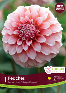Dahlia décoratif ‘Peaches’ ( Dahlia ) : un dahlia arrondi pêche et rose pâle aux pétales bordés de clair. Le visuel Florissa présente la plante et son nom dans la partie inférieure de l’étiquette. La photographie occupe presque toute la surface, tandis que le bandeau du bas rassemble les indications du produit. Cette vue permet de reconnaître son apparence et de distinguer la variété présentée.
