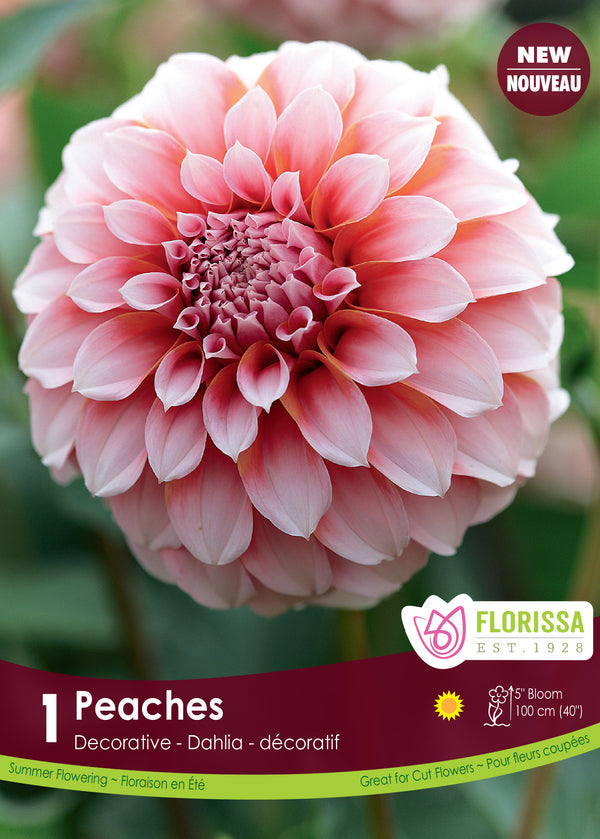 Decorative Dahlia 'Peaches' (1 tuber)