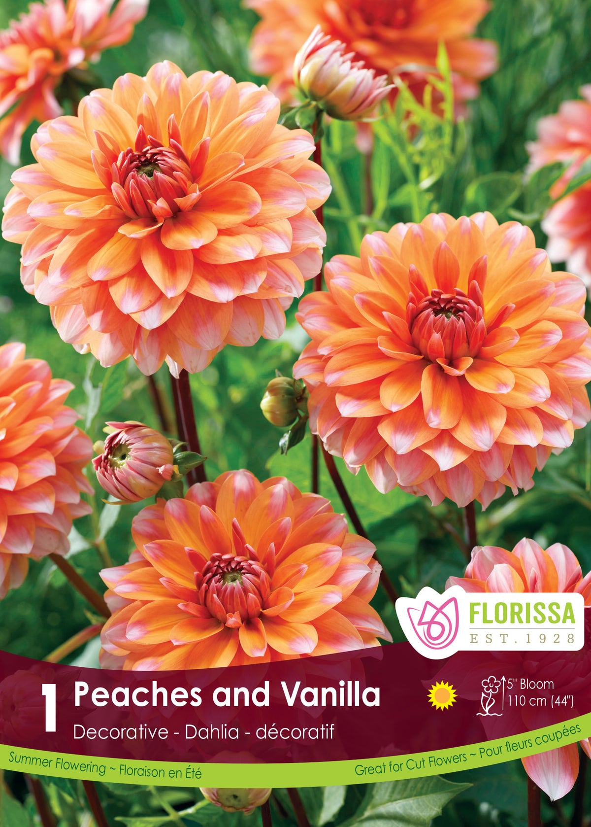 Dahlia décoratif ‘Peaches and Vanilla’ ( Dahlia ‘Peach and Vanilla’) : des dahlias orange aux pointes blanches. Le visuel Florissa présente la plante et son nom dans la partie inférieure de l’étiquette. La photographie occupe presque toute la surface, tandis que le bandeau du bas rassemble les indications du produit. Cette vue permet de reconnaître son apparence et de distinguer la variété présentée.