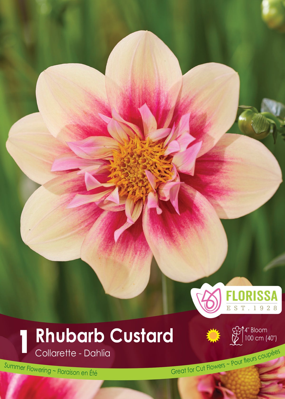 Dahlia à collerette ‘Rhubarb Custard’ ( Dahlia ‘Rhubarb and Custard’) : un dahlia crème marqué de rose autour d’un cœur jaune à petite collerette. Le visuel Florissa présente la plante et son nom dans la partie inférieure de l’étiquette. La photographie occupe presque toute la surface, tandis que le bandeau du bas rassemble les indications du produit. Cette vue permet de reconnaître son apparence et de distinguer la variété présentée.