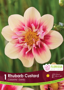 Dahlia à collerette ‘Rhubarb Custard’ ( Dahlia ‘Rhubarb and Custard’) : un dahlia crème marqué de rose autour d’un cœur jaune à petite collerette. Le visuel Florissa présente la plante et son nom dans la partie inférieure de l’étiquette. La photographie occupe presque toute la surface, tandis que le bandeau du bas rassemble les indications du produit. Cette vue permet de reconnaître son apparence et de distinguer la variété présentée.