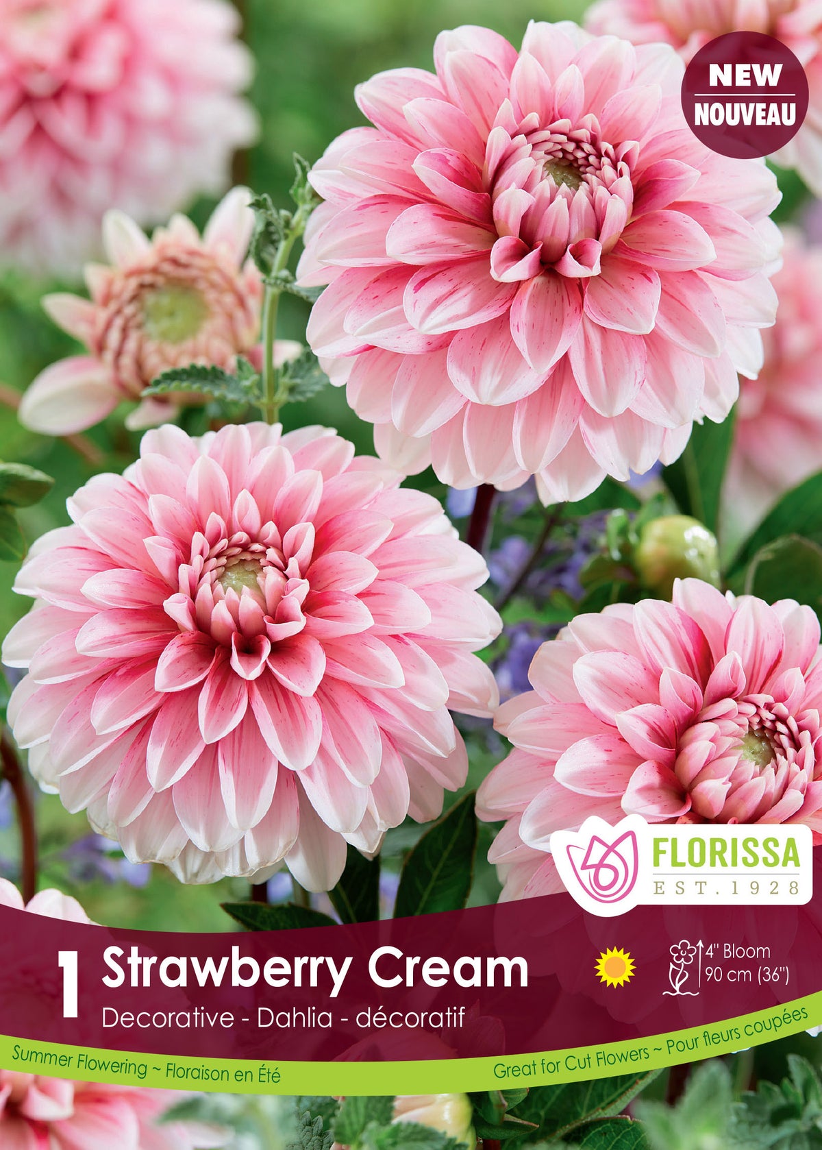 Dahlia ‘Strawberry Cream’ ( Dahlia ) : des dahlias roses bordés de blanc. Le visuel Florissa présente la plante et son nom dans la partie inférieure de l’étiquette. La photographie occupe presque toute la surface, tandis que le bandeau du bas rassemble les indications du produit. Cette vue permet de reconnaître son apparence et de distinguer la variété présentée.