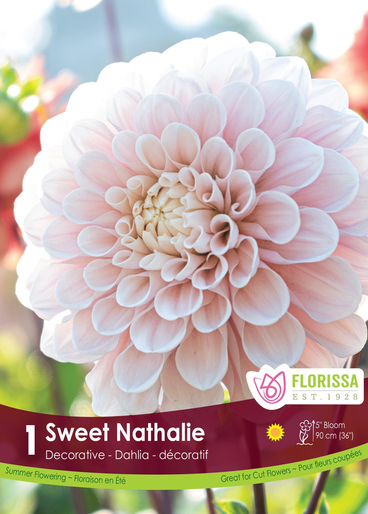 Dahlia ‘Sweet Nathalie’ ( Dahlia ) : un dahlia rose très pâle aux pétales arrondis, nombreux et serrés. Le visuel Florissa présente la plante et son nom dans la partie inférieure de l’étiquette. La photographie occupe presque toute la surface, tandis que le bandeau du bas rassemble les indications du produit. Cette vue permet de reconnaître son apparence et de distinguer la variété présentée.