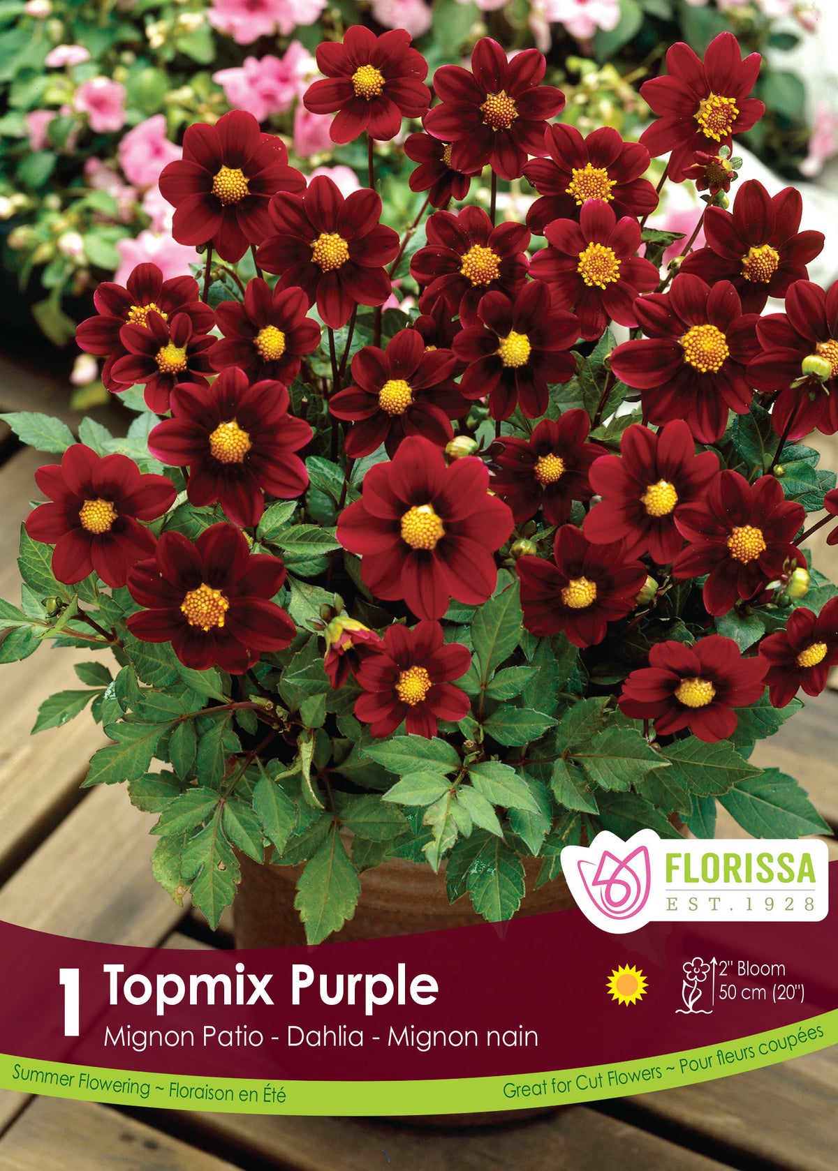 Dahlia ‘Topmix Purple’ ( Dahlia ) : de petites fleurs de dahlia rouge pourpré à cœur jaune, dans un pot. Le visuel Florissa présente la plante et son nom dans la partie inférieure de l’étiquette. La photographie occupe presque toute la surface, tandis que le bandeau du bas rassemble les indications du produit. Cette vue permet de reconnaître son apparence et de distinguer la variété présentée.