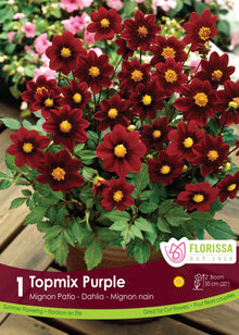 Dahlia ‘Topmix Purple’ ( Dahlia ) : de petites fleurs de dahlia rouge pourpré à cœur jaune, dans un pot. Le visuel Florissa présente la plante et son nom dans la partie inférieure de l’étiquette. La photographie occupe presque toute la surface, tandis que le bandeau du bas rassemble les indications du produit. Cette vue permet de reconnaître son apparence et de distinguer la variété présentée.