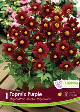 Dahlia 'Topmix Purple'