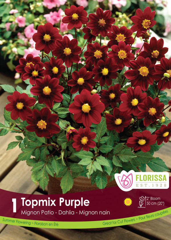 Dahlia 'Topmix Purple'