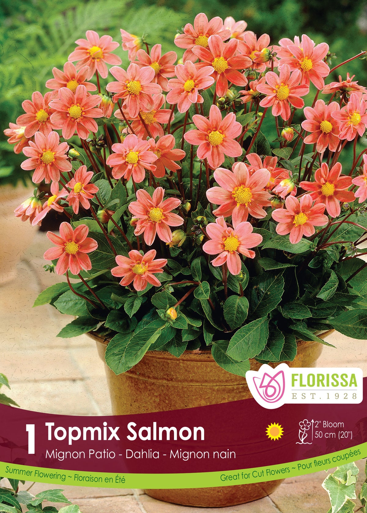 Dahlia ‘Topmix Salmon’ ( Dahlia ) : de petites fleurs de dahlia saumon à cœur jaune, dans un pot. Le visuel Florissa présente la plante et son nom dans la partie inférieure de l’étiquette. La photographie occupe presque toute la surface, tandis que le bandeau du bas rassemble les indications du produit. Cette vue permet de reconnaître son apparence et de distinguer la variété présentée.