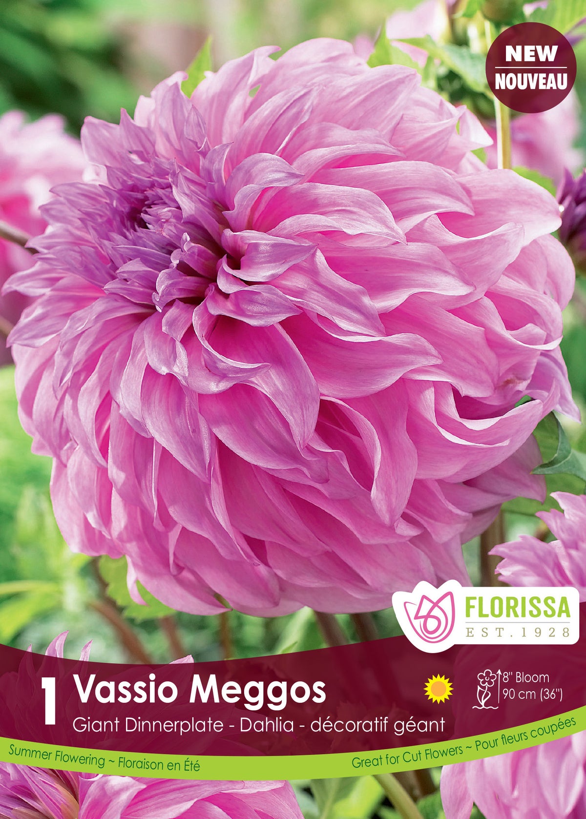 Dahlia géant ‘Vassio Meggos’ ( Dahlia ) : un grand dahlia rose lilas aux pétales nombreux. Le visuel Florissa présente la plante et son nom dans la partie inférieure de l’étiquette. La photographie occupe presque toute la surface, tandis que le bandeau du bas rassemble les indications du produit. Cette vue permet de reconnaître son apparence et de distinguer la variété présentée.