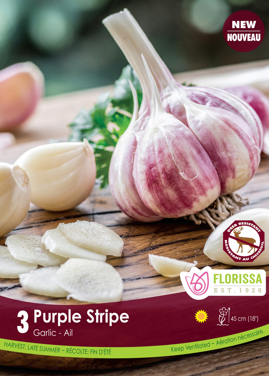 'Purple Stripe' Garlic