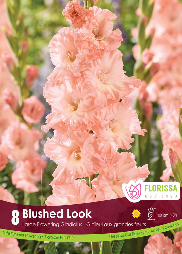 Gladiolus 'Blushed Look'