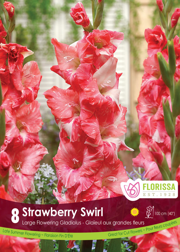 Gladiolus 'Strawberry Swirl'