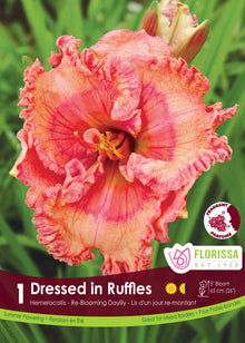 Hémérocalle ‘Dressed in Ruffles’ ( Hemerocallis ) : une hémérocalle rose corail au bord très ondulé et à gorge jaune. Le visuel Florissa présente la plante et son nom dans la partie inférieure de l’étiquette. La photographie occupe presque toute la surface, tandis que le bandeau du bas rassemble les indications du produit. Cette vue permet de reconnaître son apparence et de distinguer la variété présentée.