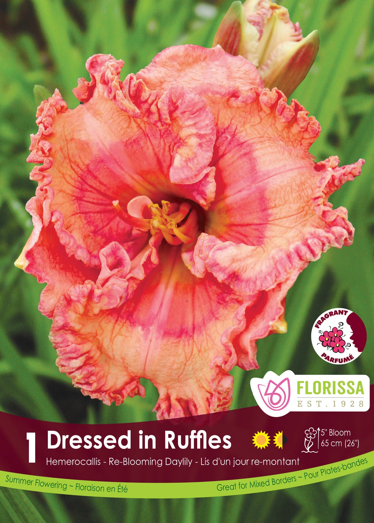 Hémérocalle ‘Dressed in Ruffles’ ( Hemerocallis ) : une hémérocalle rose corail au bord très ondulé et à gorge jaune. Le visuel Florissa présente la plante et son nom dans la partie inférieure de l’étiquette. La photographie occupe presque toute la surface, tandis que le bandeau du bas rassemble les indications du produit. Cette vue permet de reconnaître son apparence et de distinguer la variété présentée.