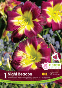 Hémérocalle ‘Night Beacon’ ( Hemerocallis ) : des hémérocalles pourpres à gorge jaune et à ligne centrale claire. Le visuel Florissa présente la plante et son nom dans la partie inférieure de l’étiquette. La photographie occupe presque toute la surface, tandis que le bandeau du bas rassemble les indications du produit. Cette vue permet de reconnaître son apparence et de distinguer la variété présentée.