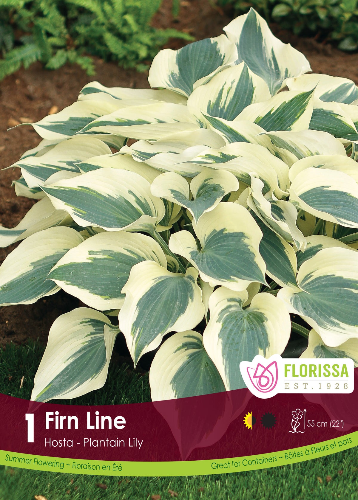 Hosta ‘Firn Line’ ( Hosta ) : un ensemble de feuilles de hosta vert bleuté largement bordées de crème. Le visuel Florissa présente la plante et son nom dans la partie inférieure de l’étiquette. La photographie occupe presque toute la surface, tandis que le bandeau du bas rassemble les indications du produit. Cette vue permet de reconnaître son apparence et de distinguer la variété présentée.