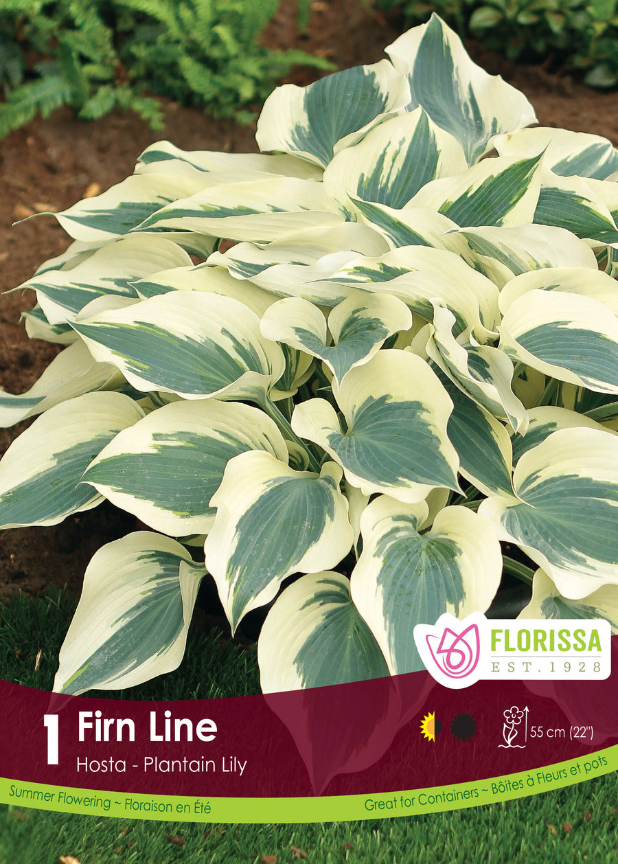 Hosta 'Firn Line'