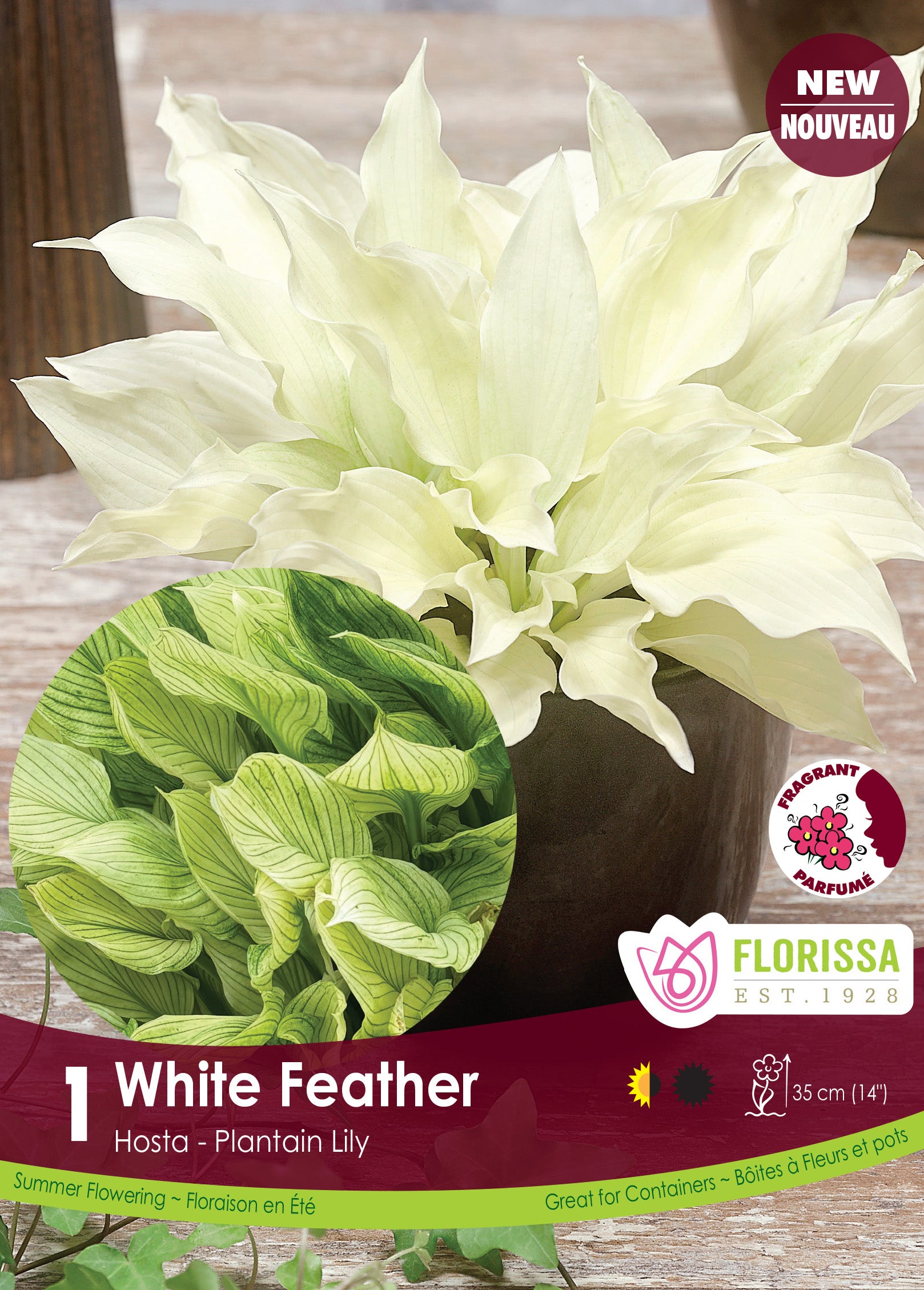 Hosta ‘White Feather’ (<em>Hosta</em>)
