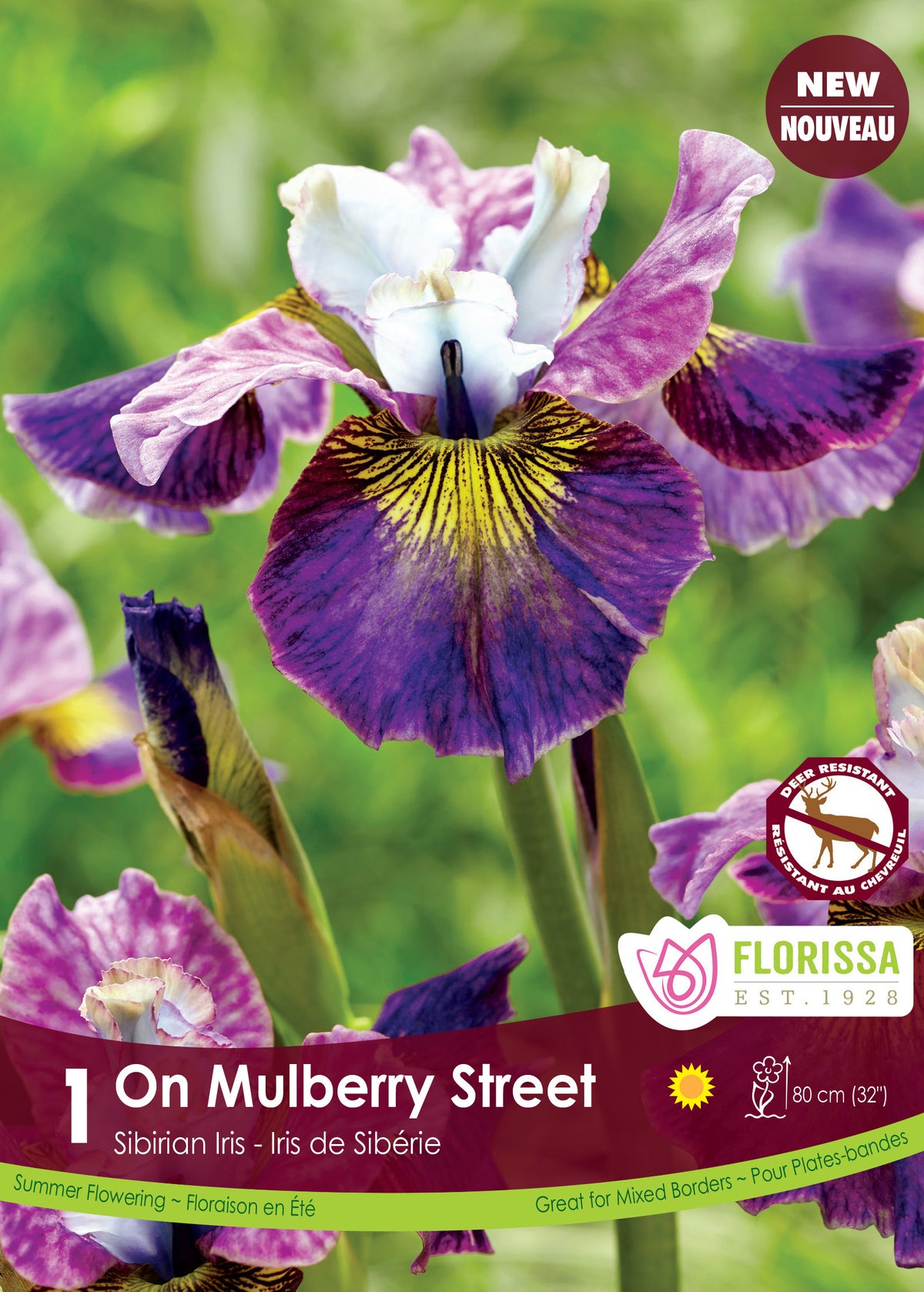Iris de Sibérie ‘On Mulberry Street’ ( Iris sibirica ) : un iris pourpre et blanc avec de fines stries jaunes. Le visuel Florissa présente la plante et son nom dans la partie inférieure de l’étiquette. La photographie occupe presque toute la surface, tandis que le bandeau du bas rassemble les indications du produit. Cette vue permet de reconnaître son apparence et de distinguer la variété présentée.