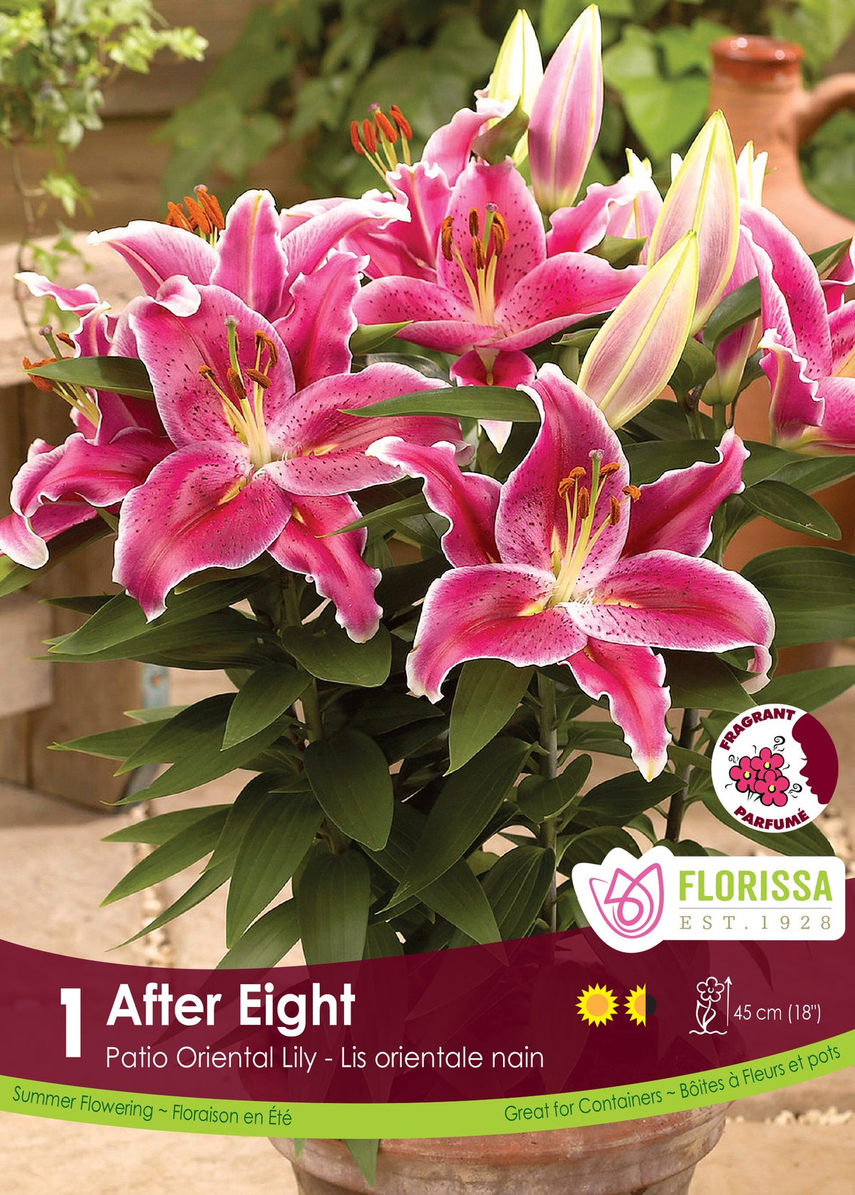 Lis Patio Oriental ‘After Eight’ ( Lilium ) : des lys rose pourpré bordés de blanc dans un pot. Le visuel Florissa présente la plante et son nom dans la partie inférieure de l’étiquette. La photographie occupe presque toute la surface, tandis que le bandeau du bas rassemble les indications du produit. Cette vue permet de reconnaître son apparence et de distinguer la variété présentée.