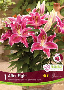 Lis Patio Oriental ‘After Eight’ ( Lilium ) : des lys rose pourpré bordés de blanc dans un pot. Le visuel Florissa présente la plante et son nom dans la partie inférieure de l’étiquette. La photographie occupe presque toute la surface, tandis que le bandeau du bas rassemble les indications du produit. Cette vue permet de reconnaître son apparence et de distinguer la variété présentée.