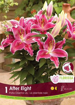 Oriental Patio Lily 'After Eight'