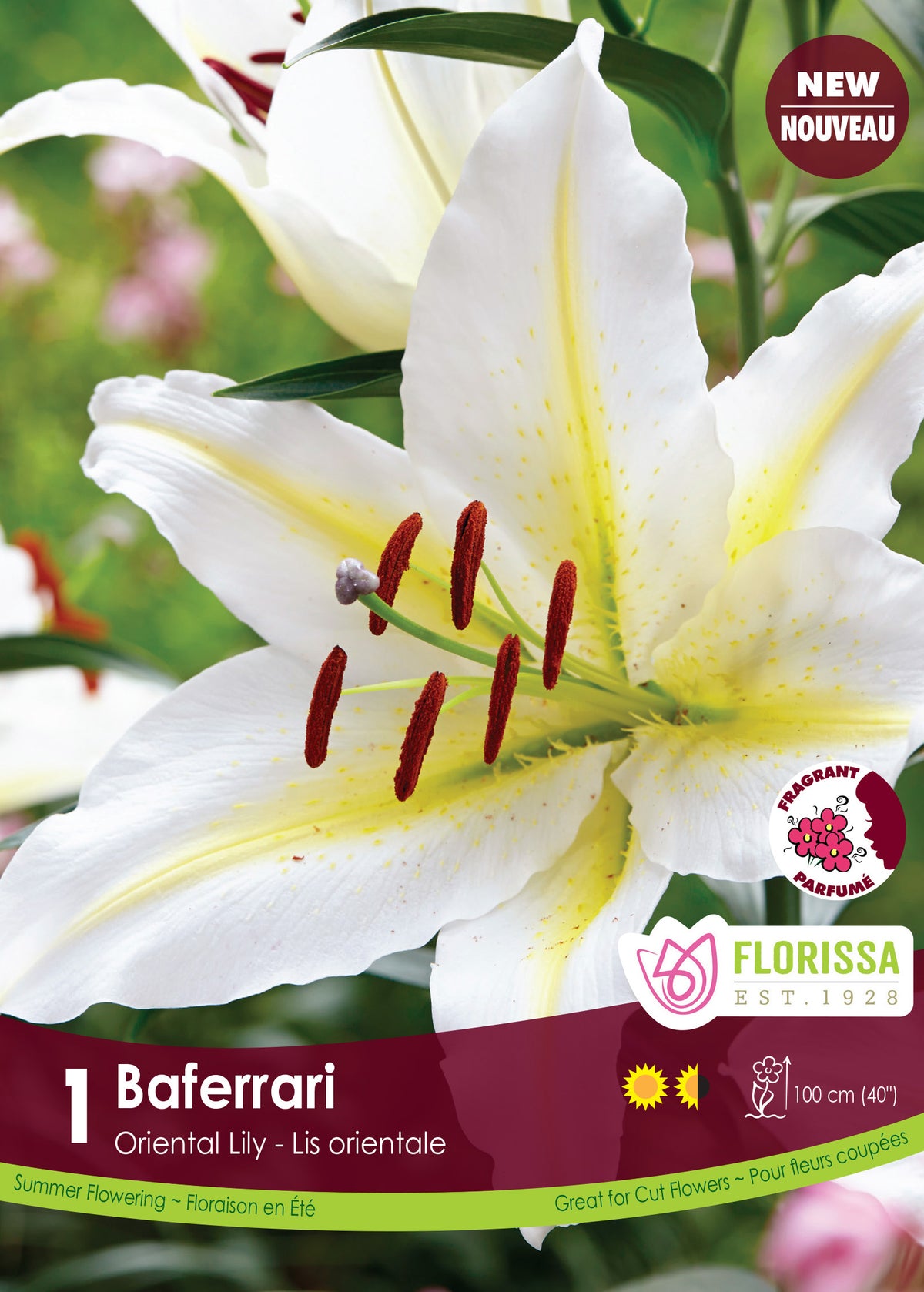 Lis oriental ‘Baferrari’ ( Lilium ) : un lys blanc à fines bandes jaunes et étamines brunes. Le visuel Florissa présente la plante et son nom dans la partie inférieure de l’étiquette. La photographie occupe presque toute la surface, tandis que le bandeau du bas rassemble les indications du produit. Cette vue permet de reconnaître son apparence et de distinguer la variété présentée.