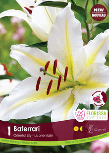 Lis oriental ‘Baferrari’ ( Lilium ) : un lys blanc à fines bandes jaunes et étamines brunes. Le visuel Florissa présente la plante et son nom dans la partie inférieure de l’étiquette. La photographie occupe presque toute la surface, tandis que le bandeau du bas rassemble les indications du produit. Cette vue permet de reconnaître son apparence et de distinguer la variété présentée.