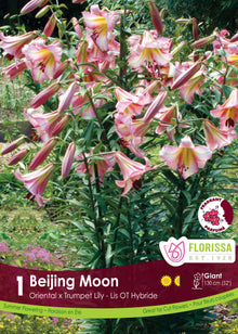 Lis ‘Beijing Moon’ ( Lilium ) : plusieurs lys rose et crème en forme de trompette, orientés vers le bas. Le visuel Florissa présente la plante et son nom dans la partie inférieure de l’étiquette. La photographie occupe presque toute la surface, tandis que le bandeau du bas rassemble les indications du produit. Cette vue permet de reconnaître son apparence et de distinguer la variété présentée.