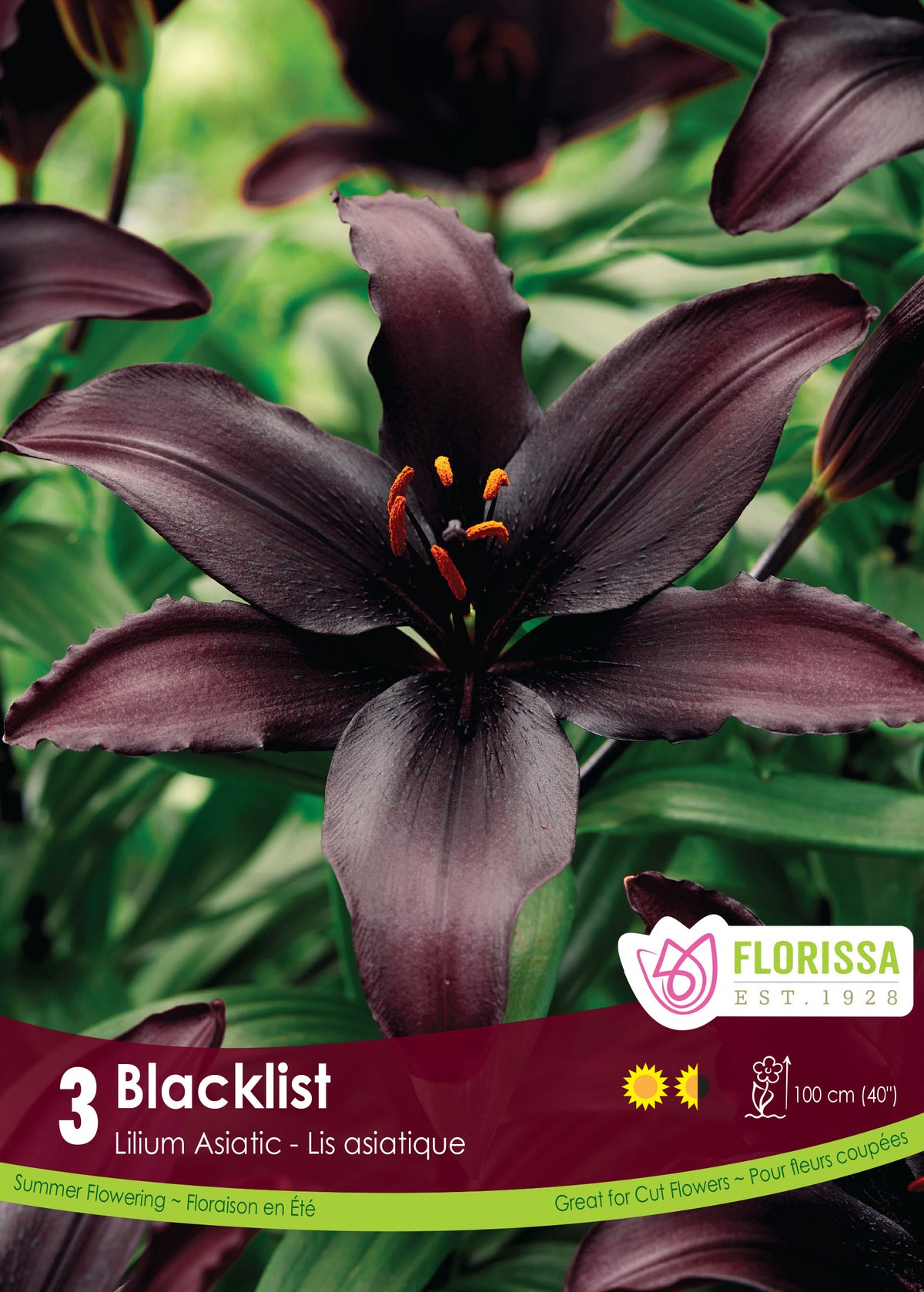 Lis ‘Blacklist’ ( Lilium ) : une fleur de lys pourpre presque noir photographiée de face. Le visuel Florissa présente la plante et son nom dans la partie inférieure de l’étiquette. La photographie occupe presque toute la surface, tandis que le bandeau du bas rassemble les indications du produit. Cette vue permet de reconnaître son apparence et de distinguer la variété présentée.
