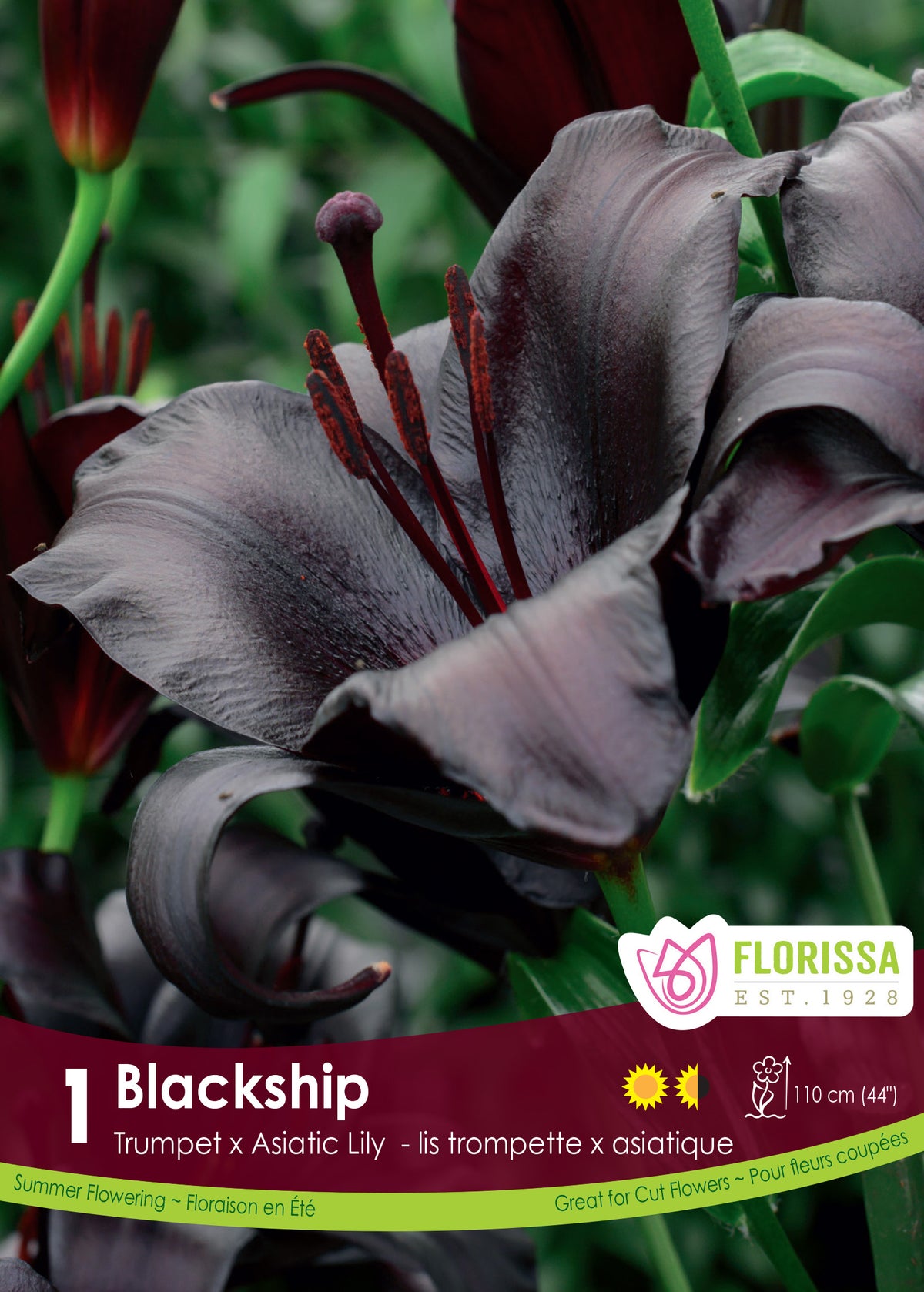 Lis ‘Blackship’ ( Lilium ) : des fleurs de lys gris pourpré très foncé avec des étamines visibles. Le visuel Florissa présente la plante et son nom dans la partie inférieure de l’étiquette. La photographie occupe presque toute la surface, tandis que le bandeau du bas rassemble les indications du produit. Cette vue permet de reconnaître son apparence et de distinguer la variété présentée.