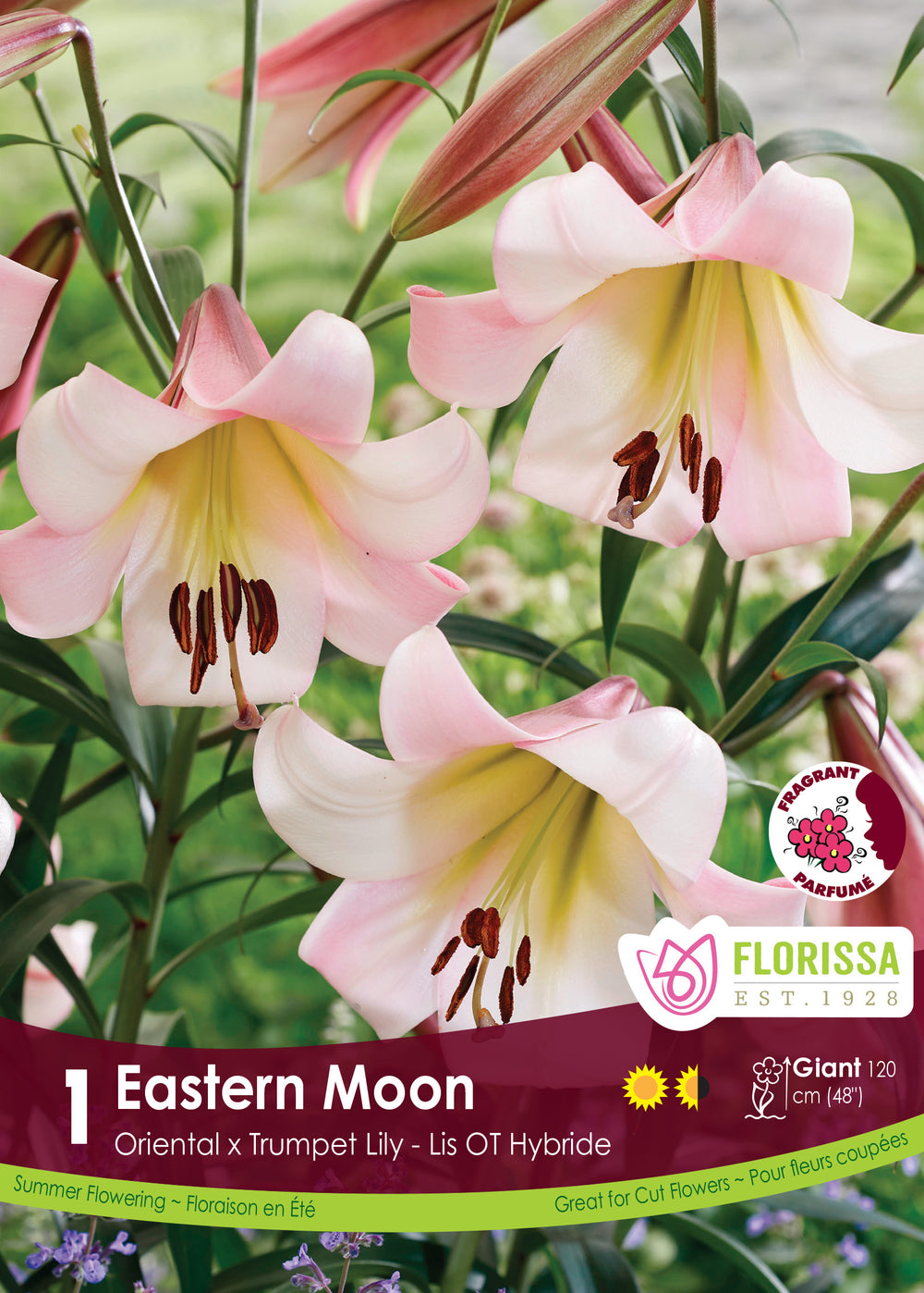 Lis 'Eastern Moon'