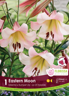 Lis ‘Eastern Moon’ ( Lilium ) : des lys rose pâle et crème à gorge jaune, ouverts sur leurs tiges. Le visuel Florissa présente la plante et son nom dans la partie inférieure de l’étiquette. La photographie occupe presque toute la surface, tandis que le bandeau du bas rassemble les indications du produit. Cette vue permet de reconnaître son apparence et de distinguer la variété présentée.