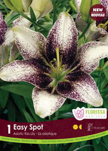 Lis Kiss ‘Easy Spot’ ( Lilium ) : un lys blanc couvert de fines taches pourpres très denses. Le visuel Florissa présente la plante et son nom dans la partie inférieure de l’étiquette. La photographie occupe presque toute la surface, tandis que le bandeau du bas rassemble les indications du produit. Cette vue permet de reconnaître son apparence et de distinguer la variété présentée.