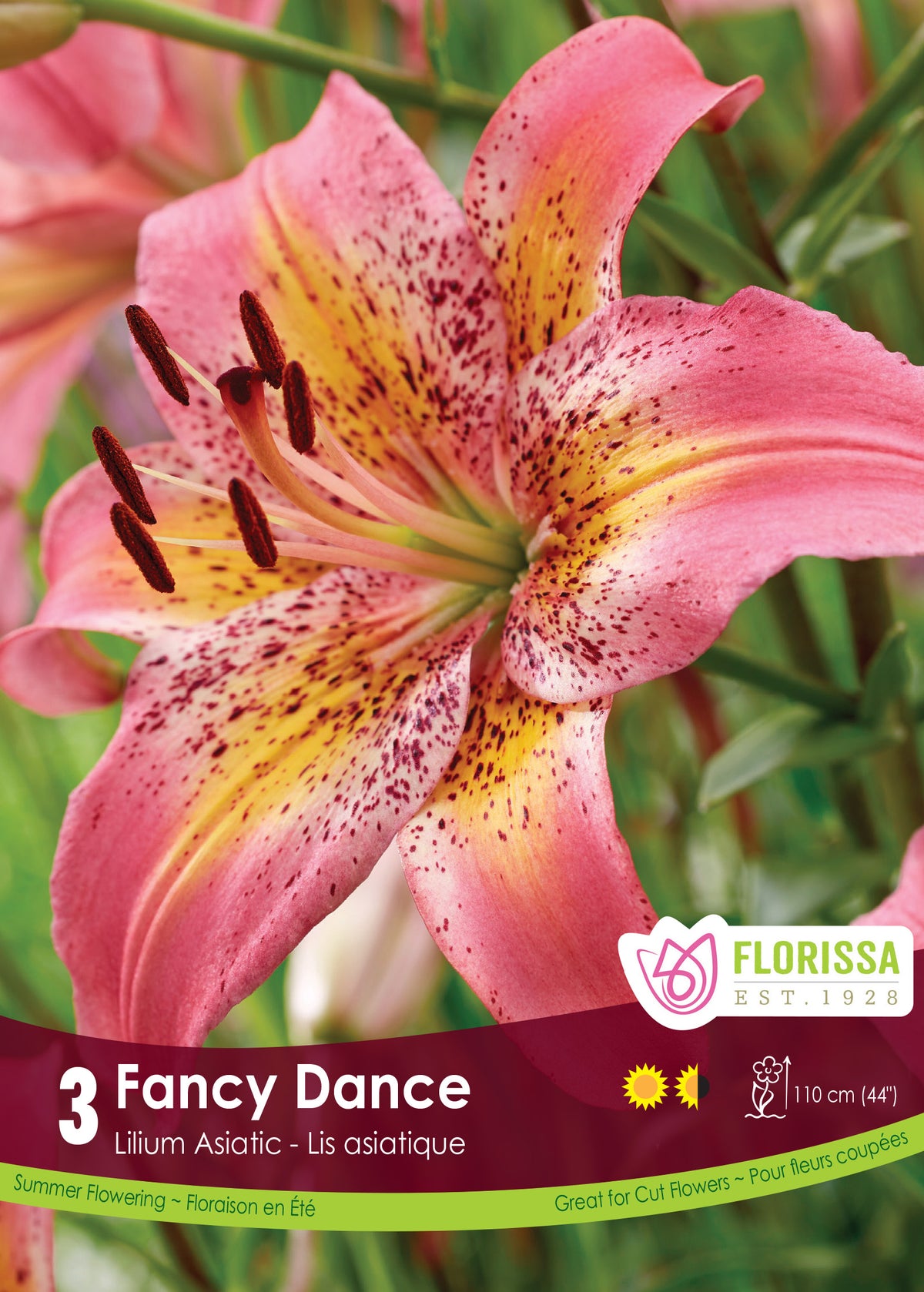 Lis ‘Fancy Dance’ ( Lilium ) : un lys rose à centre orangé couvert de nombreuses taches sombres. Le visuel Florissa présente la plante et son nom dans la partie inférieure de l’étiquette. La photographie occupe presque toute la surface, tandis que le bandeau du bas rassemble les indications du produit. Cette vue permet de reconnaître son apparence et de distinguer la variété présentée.