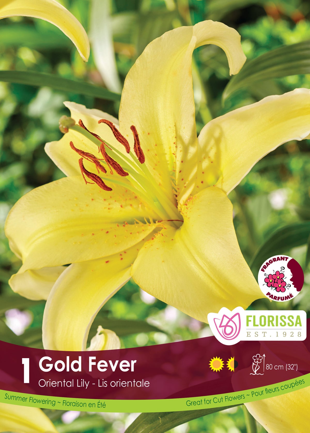Lis ‘Gold Fever’ ( Lilium ) : une grande fleur de lys jaune avec des étamines brunes. Le visuel Florissa présente la plante et son nom dans la partie inférieure de l’étiquette. La photographie occupe presque toute la surface, tandis que le bandeau du bas rassemble les indications du produit. Cette vue permet de reconnaître son apparence et de distinguer la variété présentée.