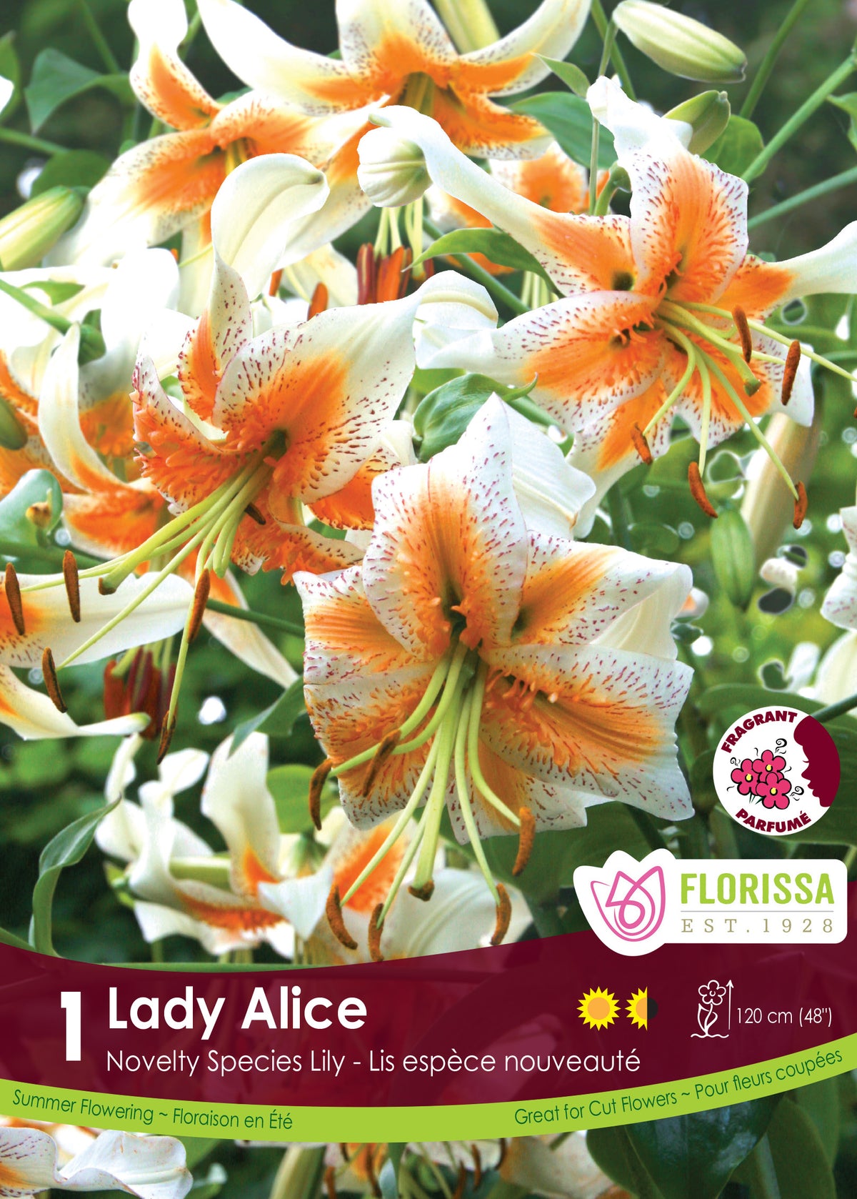 Lis ‘Lady Alice’ ( Lilium ) : des lys blancs retombants à centre orangé et pétales recourbés. Le visuel Florissa présente la plante et son nom dans la partie inférieure de l’étiquette. La photographie occupe presque toute la surface, tandis que le bandeau du bas rassemble les indications du produit. Cette vue permet de reconnaître son apparence et de distinguer la variété présentée.